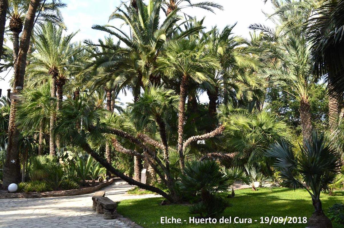 19 ELCHE HUERTO DEL CURA (63).JPG